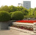 綠化養(yǎng)護_綠化養(yǎng)護供貨商_供應上海全年綠化養(yǎng)護管理公司、上海廣場綠化養(yǎng)護_綠化養(yǎng)護價格_上海康馨園林(晨蘇實業(yè))