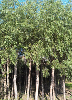 找河南開元園林生態(tài)實業(yè)的河南垂柳,潢川垂柳基地價格、圖片、詳情,上一比多_一比多產(chǎn)品庫