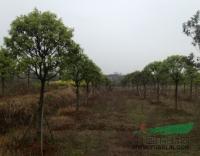 江西廣茂實業(yè)大量供應樹形好的桂花紫薇櫻花_江西廣茂實業(yè)大量供應樹形好的桂花紫薇櫻花供應_江西南昌廣茂實業(yè)_中國園林網(wǎng)