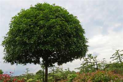 桂花03江西吉安精品苗木,工程苗木-江西井岡園林實業(yè)發(fā)展商鋪供應列表-第1頁