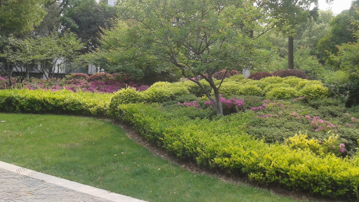 住宅小區(qū)園林綠化養(yǎng)護(hù)管理服務(wù)-綠化養(yǎng)護(hù)-廣東田野風(fēng)實業(yè)