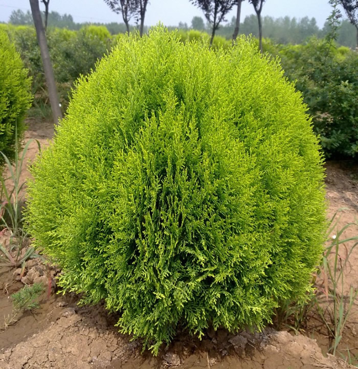 _河南灑金柏_河南開(kāi)元園林生態(tài)實(shí)業(yè)