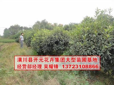 找河南開元園林生態(tài)實業(yè)的河南欏木石楠,石楠基地,潢川石楠價格、圖片、詳情,上一比多_一比多產(chǎn)品庫