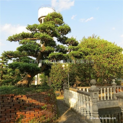 【羅漢松供應|精品苗木、工程苗木江西井岡園林實業發展商鋪