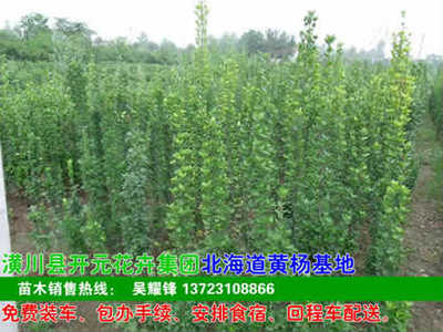 河南開元園林生態(tài)實(shí)業(yè)