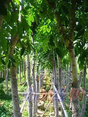 東莞黃花梨 名貴木材降香黃檀的市場(chǎng)價(jià)格與園林實(shí)業(yè)前景