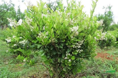 優質園林綠化苗木供應 大葉女貞、小葉女貞球、金森女貞及其球型品種