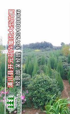 構(gòu)骨苗與構(gòu)骨球價(jià)格行情解析及園林實(shí)業(yè)銷售指南——聚焦冠幅80-120厘米構(gòu)骨球